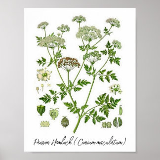 Poster Illustration botanique Vintage de pruche de poison