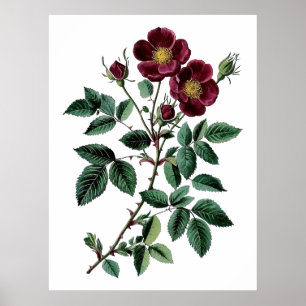 Poster Illustration botanique vintage de rose sauvage rou