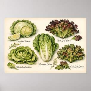 Poster Illustration botanique vintage de variétés de lait