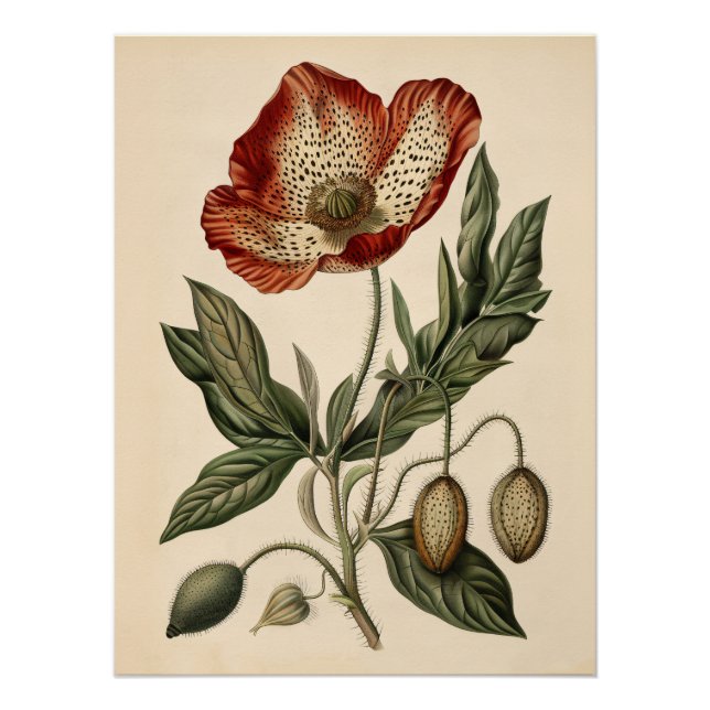Poster Illustration botanique vintage du pavot (Devant)