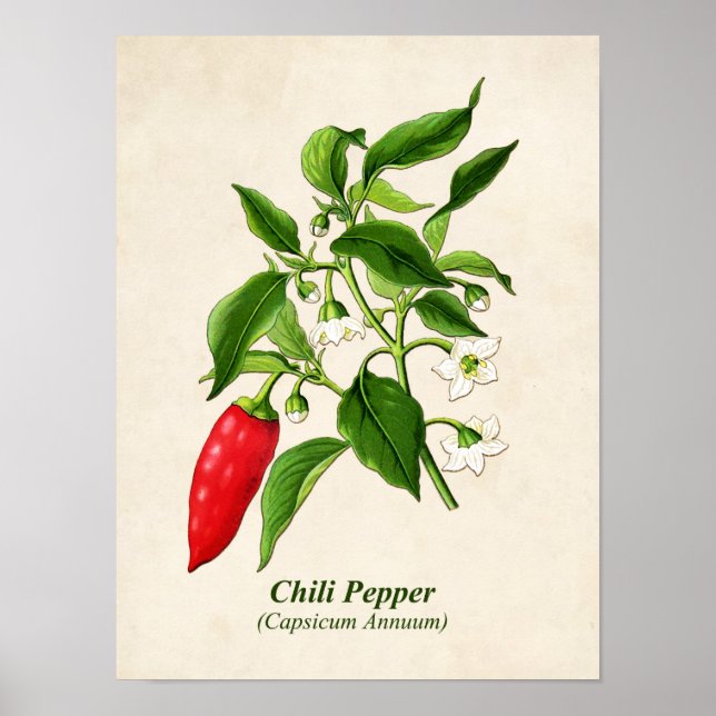 Poster Illustration botanique vintage, poivron chili (Devant)