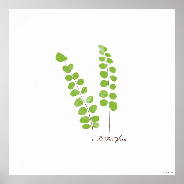 Poster Illustration Button Fern | Fern Botanical Print (Devant)