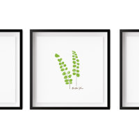 Illustration Button Fern | Série Fern