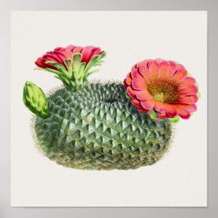 Poster Illustration Cactus