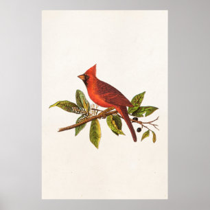 Poster Illustration cardinale vintage d'oiseau de chanson