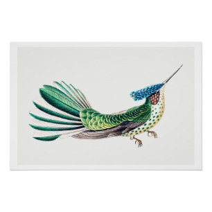 Poster Illustration colorée de colibri
