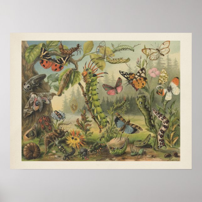 Poster Illustration colorée d'insectes Vintages (Devant)