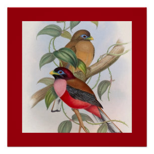 Poster Illustration colorée d'oiseaux Vintages et frontiè