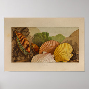 Poster Illustration couleur Vintage des coques de pétoncl