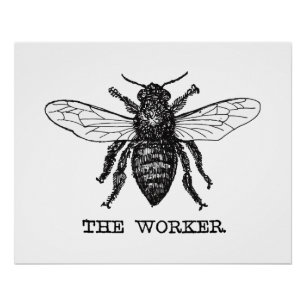 Poster Illustration d'abeille ouvrière vintage