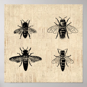 Poster Illustration d'abeilles Art antique Conception Vin