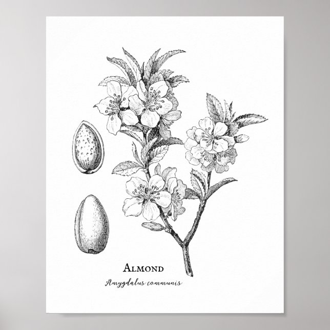 Poster Illustration d'amandes botaniques vintages (Devant)