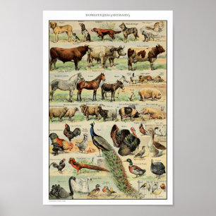 Poster Illustration d'animaux domestiques vintages