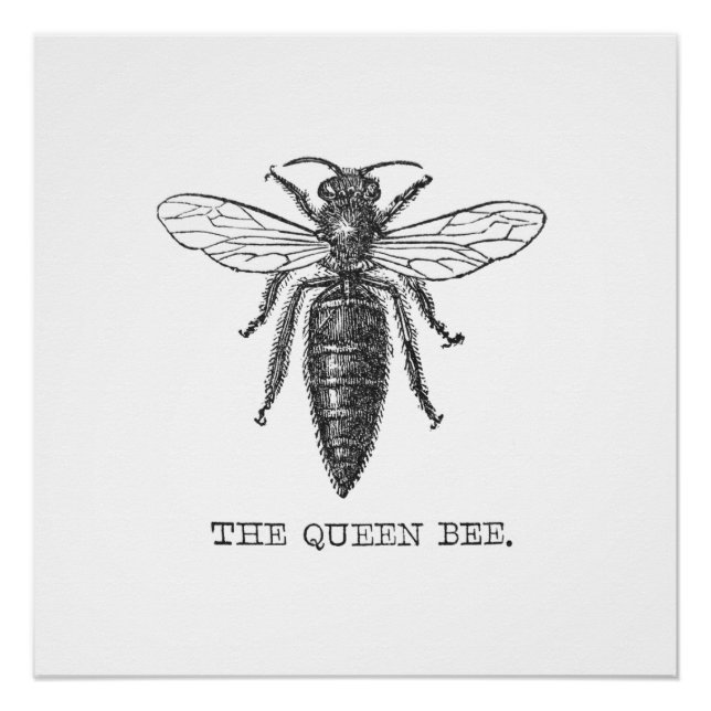 Poster Illustration d'antiquité de l'insecte de la reine  (Devant)