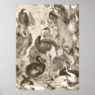 Poster Illustration d'autruche vintage Struthio camelus