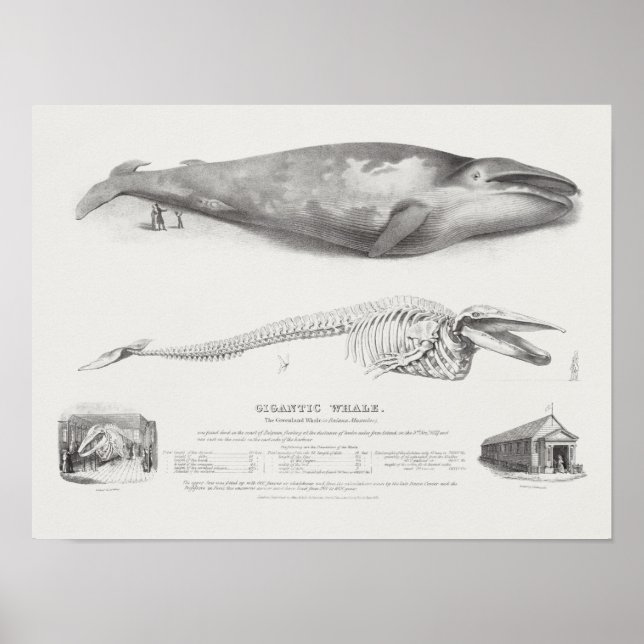 Poster Illustration de baleine vintage (Devant)