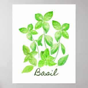 Poster Illustration de Basil d'aquarelle