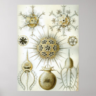 Poster Illustration de calmar vintage