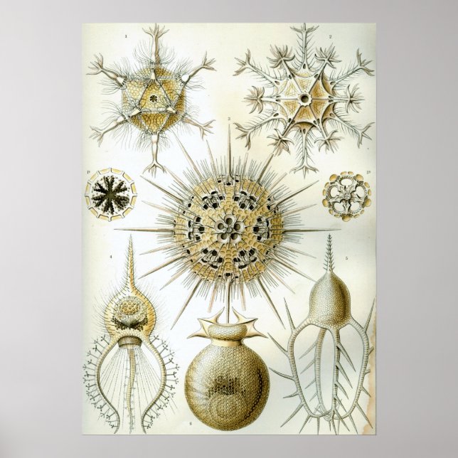 Poster Illustration de calmar vintage (Devant)