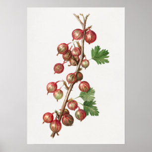 Poster Illustration de canneberges vintages
