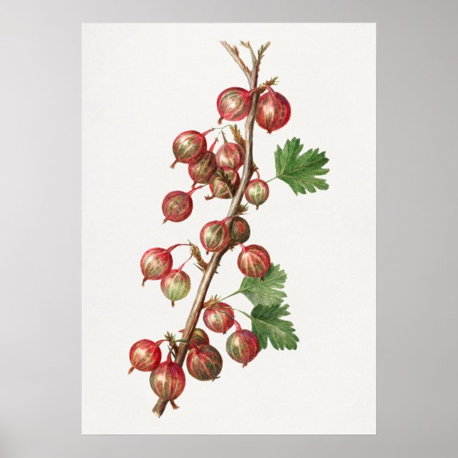 Poster Illustration de canneberges vintages (Devant)