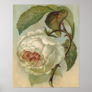 Poster Illustration de carte postale Rose victorienne