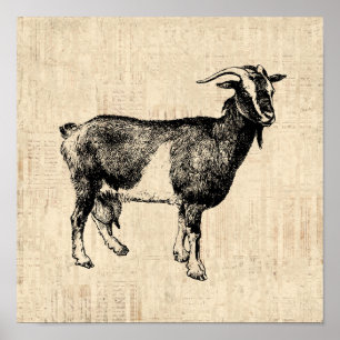 Poster Illustration de chèvre ancienne avec Arrière - pla