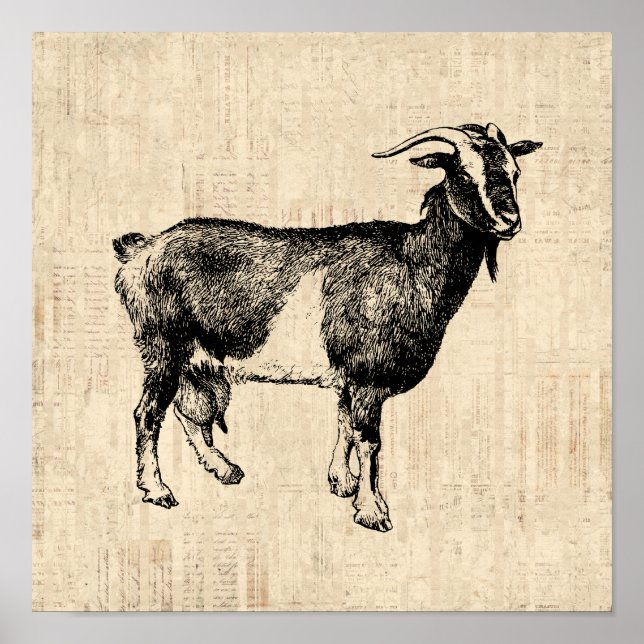 Poster Illustration de chèvre ancienne avec Arrière - pla (Devant)
