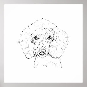 Poster Illustration de chien caniche mignon, dessinée à l