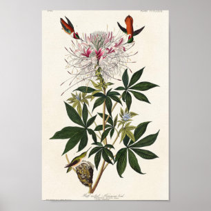 Poster Illustration de colibri vintage