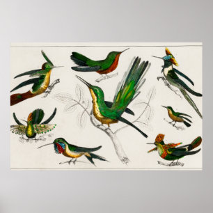 Poster Illustration de colibri vintage