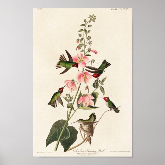Poster Illustration de colibri vintage (Devant)