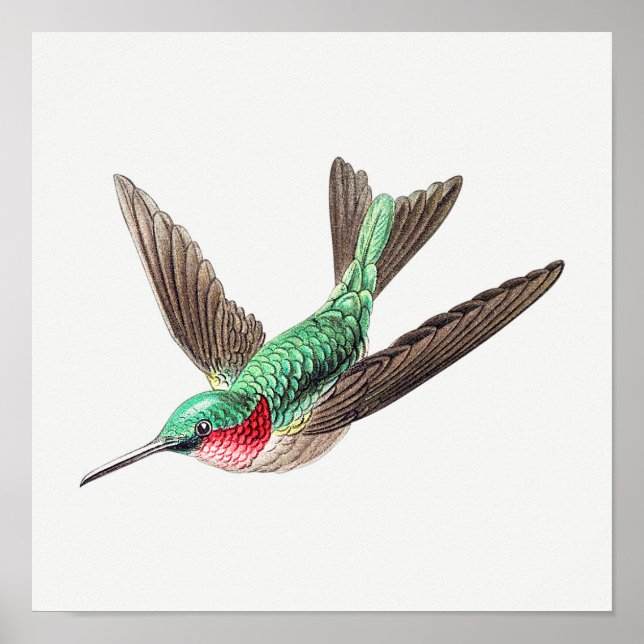 Poster Illustration de colibri vintage (Devant)