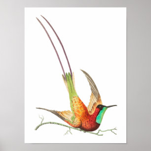 Poster Illustration de colibri vintage