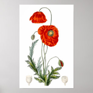 Poster Illustration de coquelicot rouge dessiné à la main