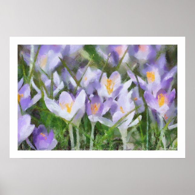 Poster Illustration de crocus de ressort (Devant)