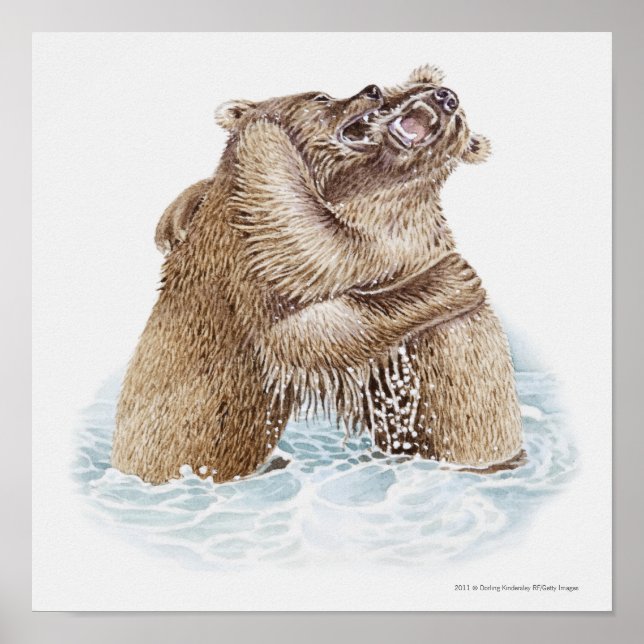 Poster Illustration de deux ours Brown combattant dans l' (Devant)