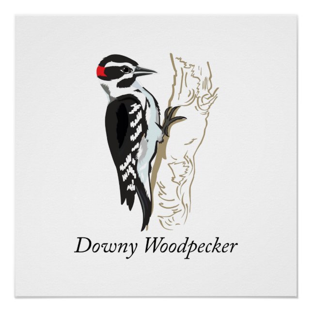 Poster Illustration de Downy Woodpecker (Devant)