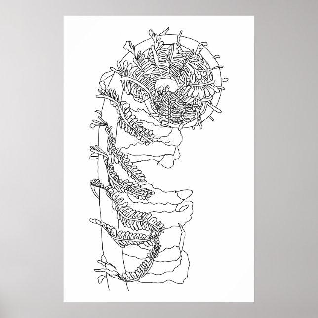 Poster Illustration de Fiddlehead Fern (Devant)