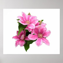 Illustration de fleur de clématite rose blanc
