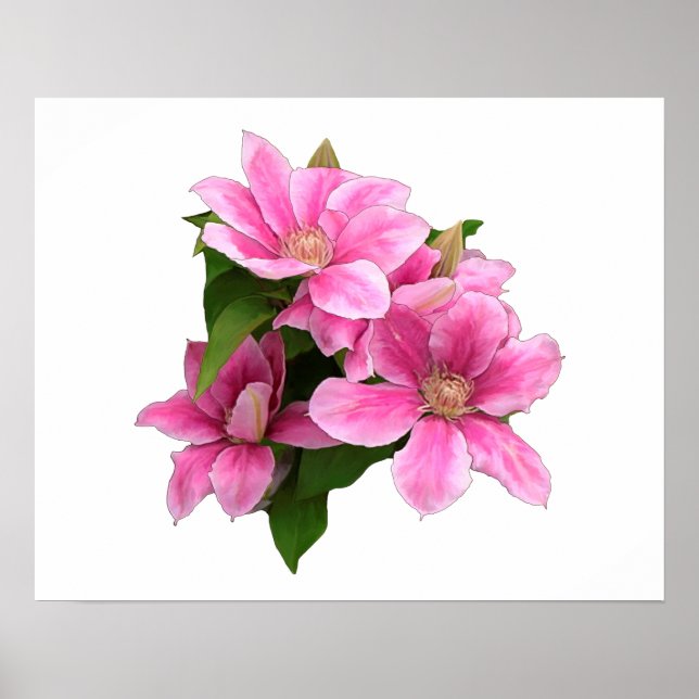 Poster Illustration de fleur de clématite rose blanc (Devant)