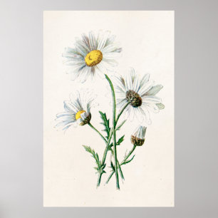 Poster Illustration de fleur sauvage de marguerites du