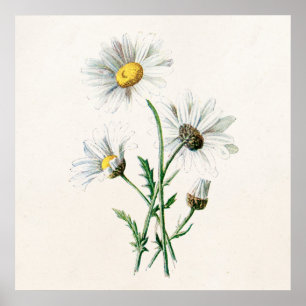 Poster Illustration de fleur sauvage de marguerites du