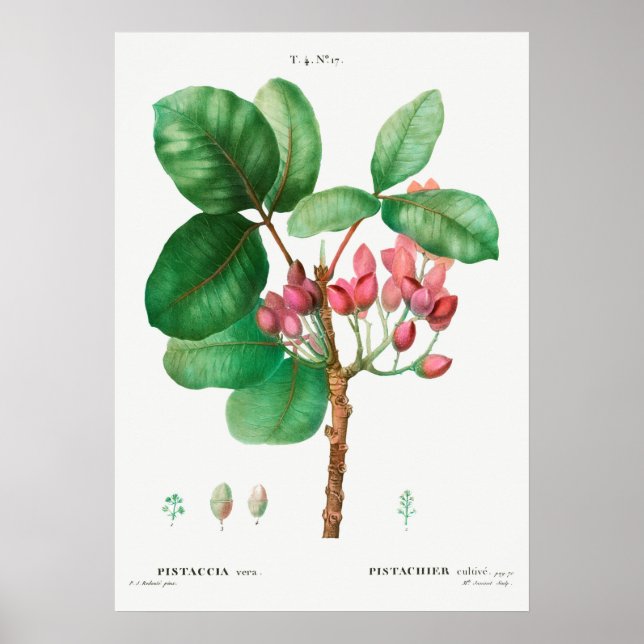 Poster Illustration de fleur vintage (Devant)