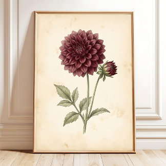 Poster Illustration de fleurs de dahlia vintage