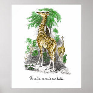 Poster Illustration de girafe vintage Giraffa camelopard