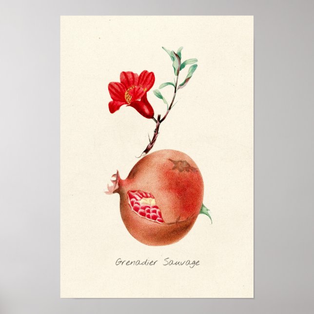 Poster Illustration de grenade vintage (Devant)