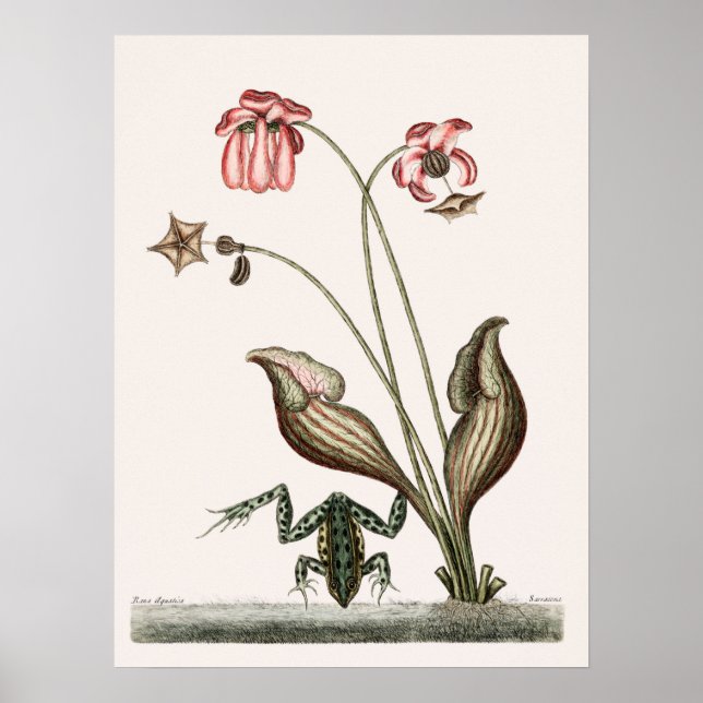 Poster Illustration de grenouille vintage (Devant)