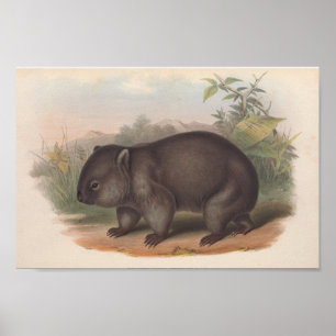 Poster Illustration de Koala vintage