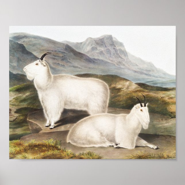 Poster Illustration de la chèvre des Rocheuses (Capra Ame (Devant)
